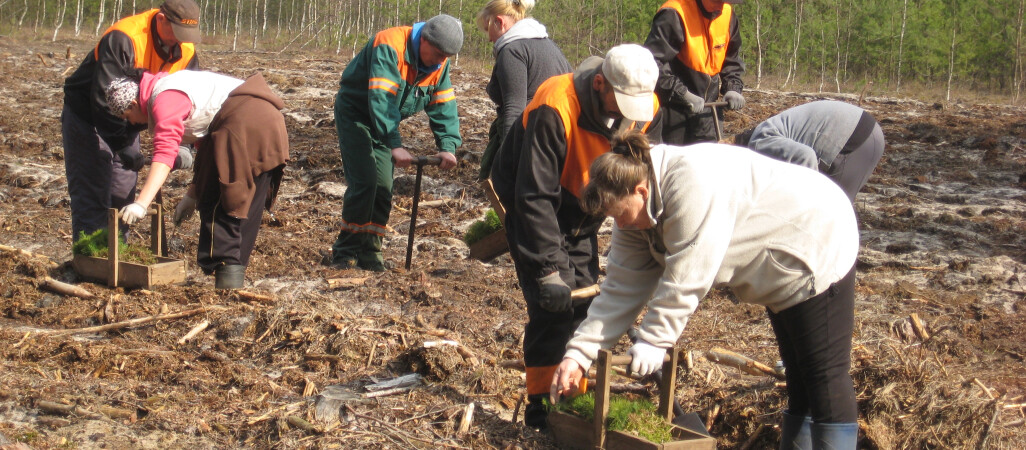 26 milionów nowych drzew w pilskich lasach