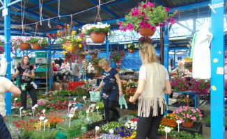 Festiwal Kwiatów na targowisku