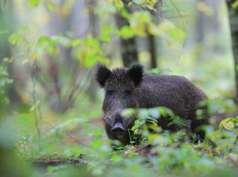 Będą liczyć dziki, bo obawiają się wirusa ASF - grafika