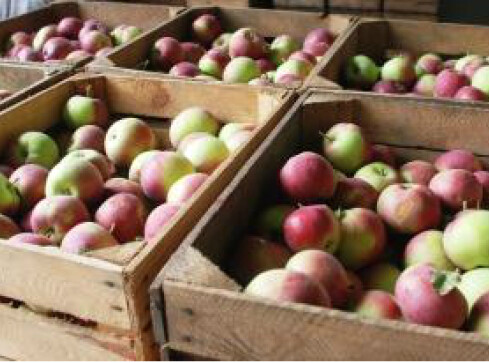 SLD sprowadzi i rozda 80 ton jabłek, także w Pile - grafika