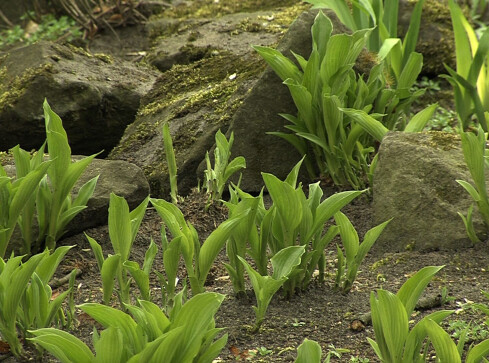 Złotów szuka pomysłów na nieużytki - grafika