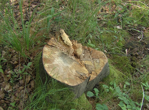 Wycięto 140 drzew nad jeziorem Raduń - grafika