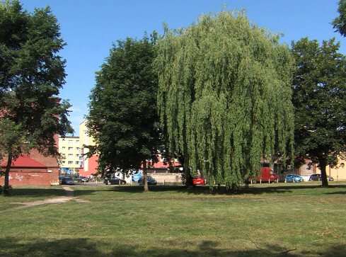 Już wiemy co powstanie na placu Pocztowym w Pile - grafika