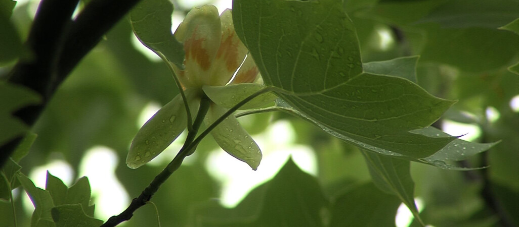 W Pile zakwitł tulipanowiec - rzadkie drzewo