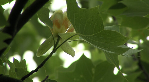 W Pile zakwitł tulipanowiec - rzadkie drzewo - grafika