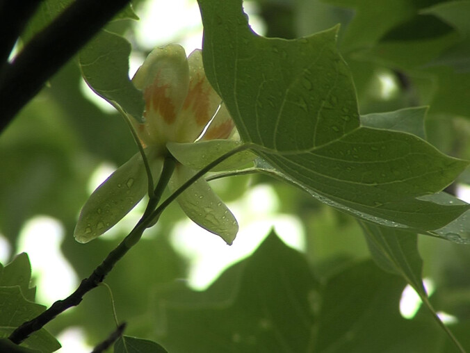 W Pile zakwitł tulipanowiec - rzadkie drzewo - grafika
