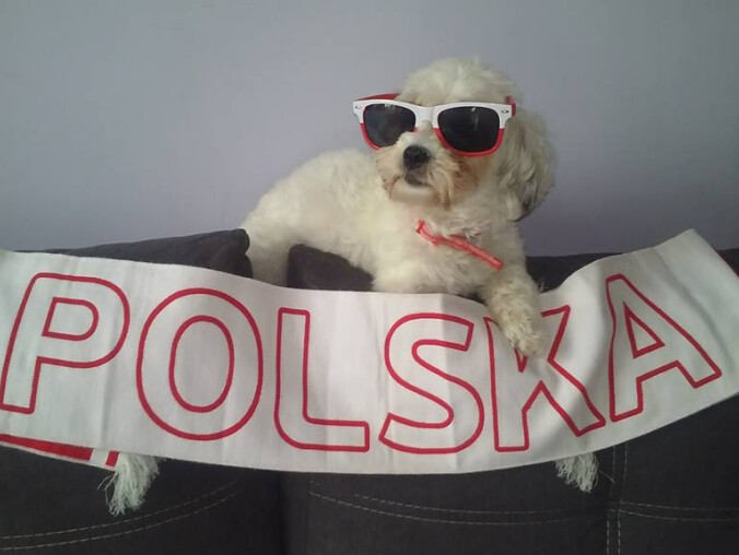 Dzień Psa. Czytelnicy podzielili się zdjęciami - grafika
