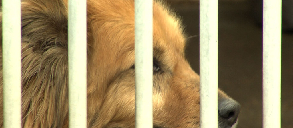 Problem ze schroniskiem dla zwierząt w Złotowie