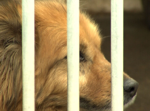 Szukasz przyjaciela? Przyjdź! - grafika