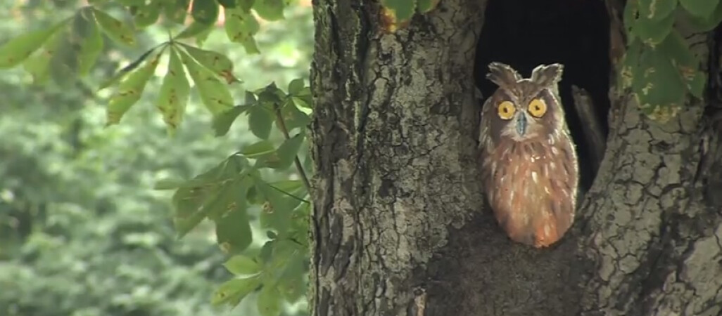 Sowa w centrum Piły