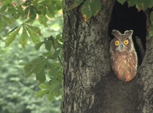 Sowa w centrum Piły - grafika