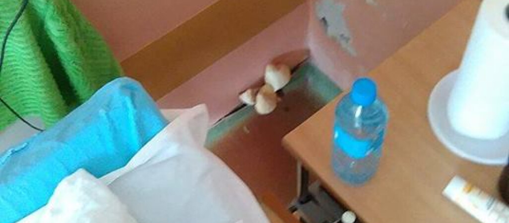 Nie dowiemy się jaki grzyb wyrósł na ścianie w szpitalu?