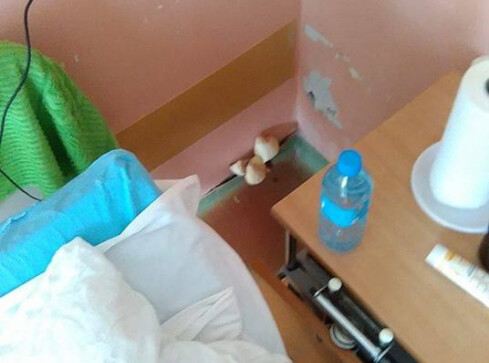 Nie dowiemy się jaki grzyb wyrósł na ścianie w szpitalu? - grafika