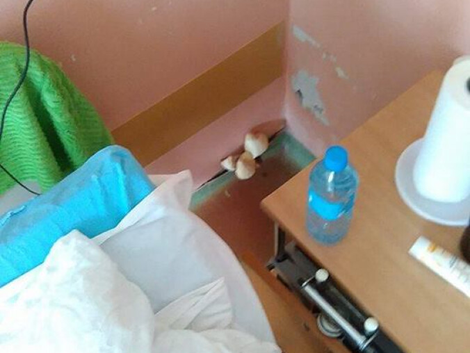 Nie dowiemy się jaki grzyb wyrósł na ścianie w szpitalu? - grafika