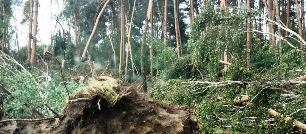 Szkody po burzy w Nadleśnictwie Durowo
