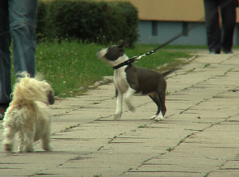 Kiełbasa z haczykami i gwoździami dla psów? - grafika