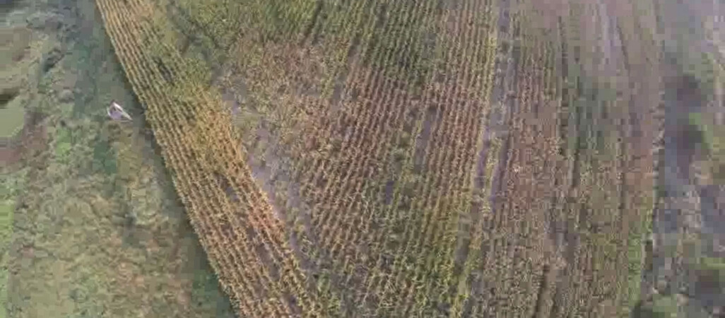 Odnaleziono zaginionego w polu kukurydzy