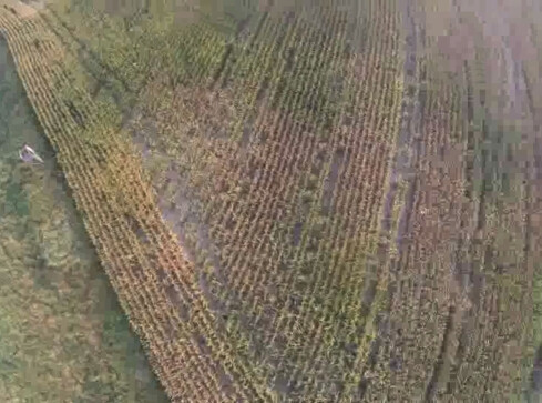 Odnaleziono zaginionego w polu kukurydzy - grafika