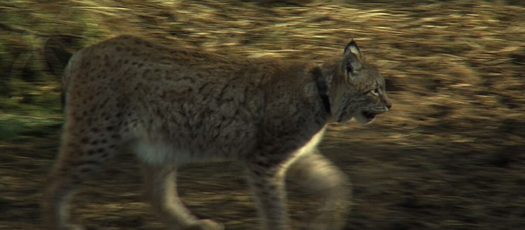 Pani rysiowa czeka na męża