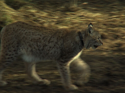 Pani rysiowa czeka na męża - grafika