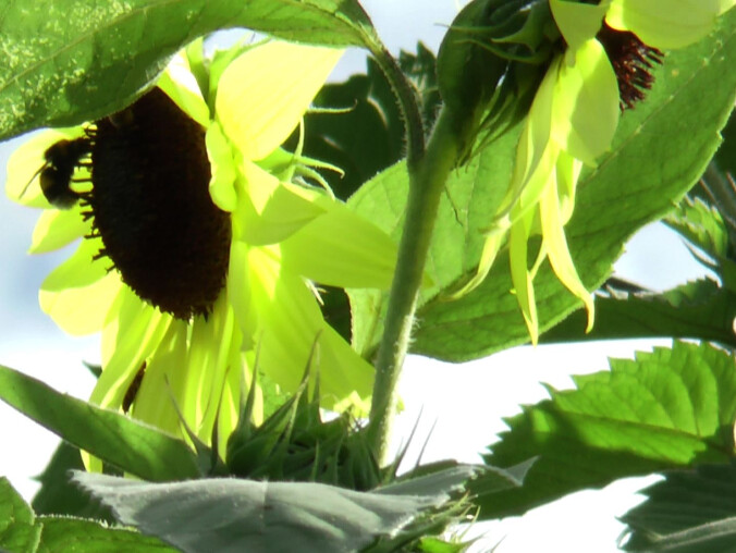 Gigantyczny słonecznik rośnie pod Trzcianką - grafika