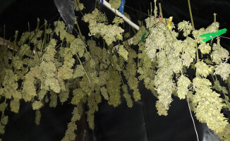 Plantacja konopi indyjskich zlikwidowana