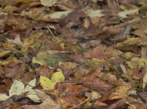 Problemy z liśćmi - grafika