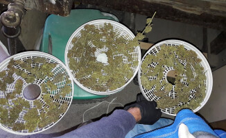 Plantacja konopi indyjskich zlikwidowana