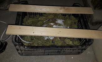 Plantacja konopi indyjskich zlikwidowana