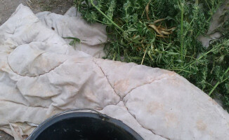 Plantacja konopi indyjskich zlikwidowana