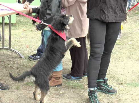 Przygarnij Burka - kilka psów znalazło dom - grafika