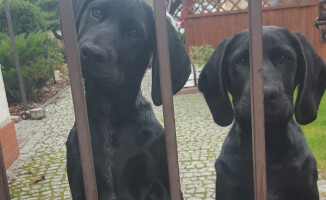 Właściciel dwóch młodych psiaków odnaleziony