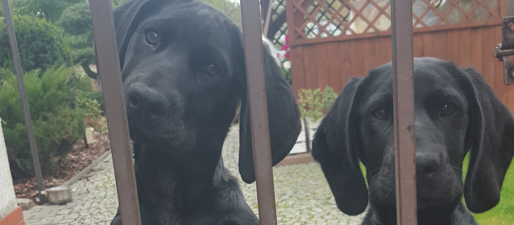 Właściciel dwóch młodych psiaków odnaleziony