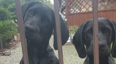 Właściciel dwóch młodych psiaków odnaleziony - grafika