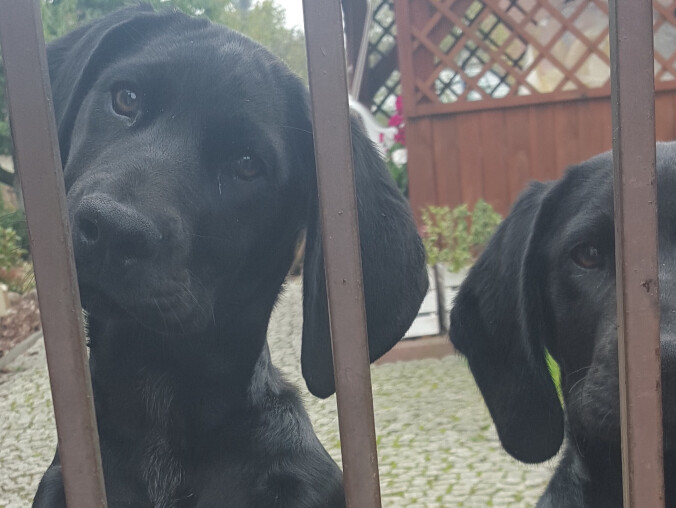 Właściciel dwóch młodych psiaków odnaleziony - grafika