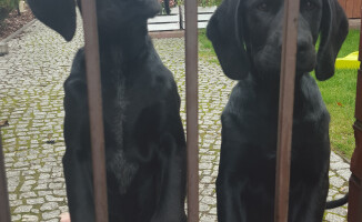 Właściciel dwóch młodych psiaków odnaleziony