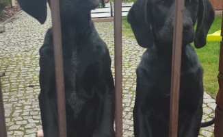 Właściciel dwóch młodych psiaków odnaleziony