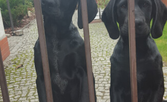 Właściciel dwóch młodych psiaków odnaleziony