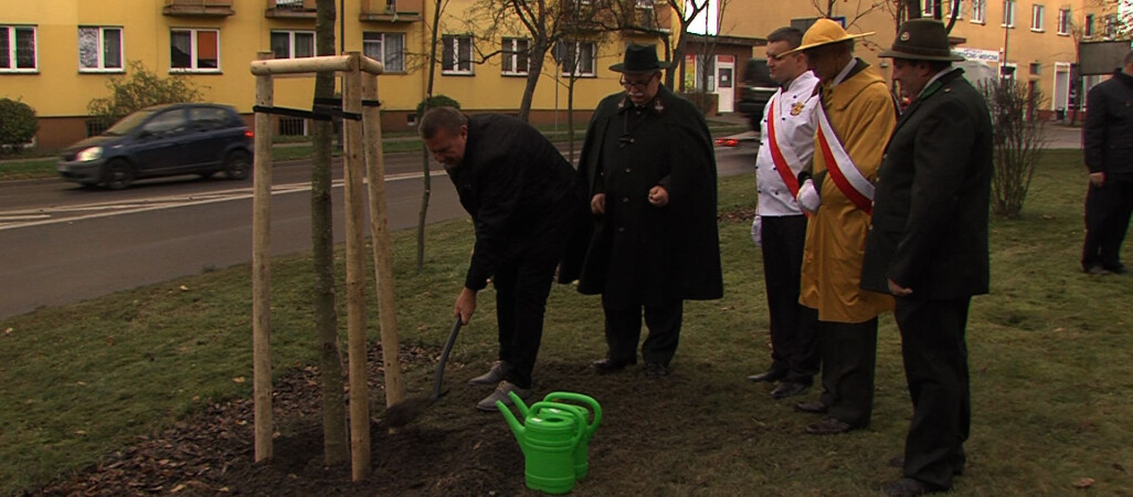 Platan Niepodległości w Trzciance