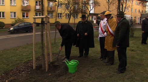 Platan Niepodległości w Trzciance - grafika
