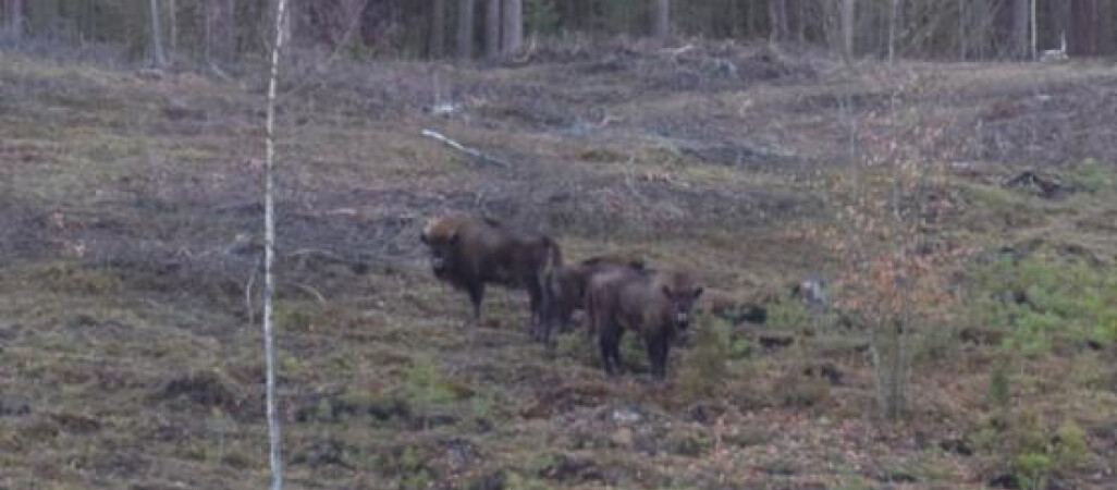 Żubry pod Trzcianką