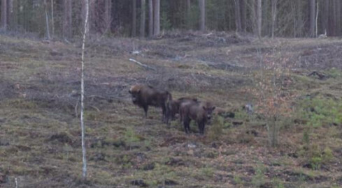 Żubry pod Trzcianką - grafika