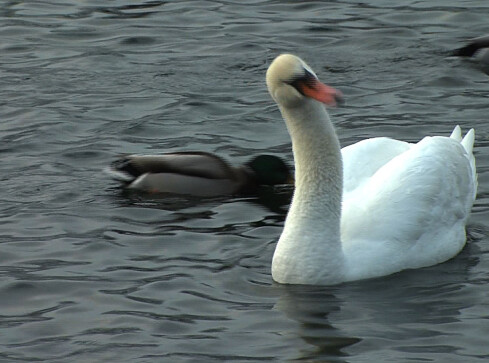 Ptasia grypa w Wałczu. Martwe ptaki na Zamkowym - grafika