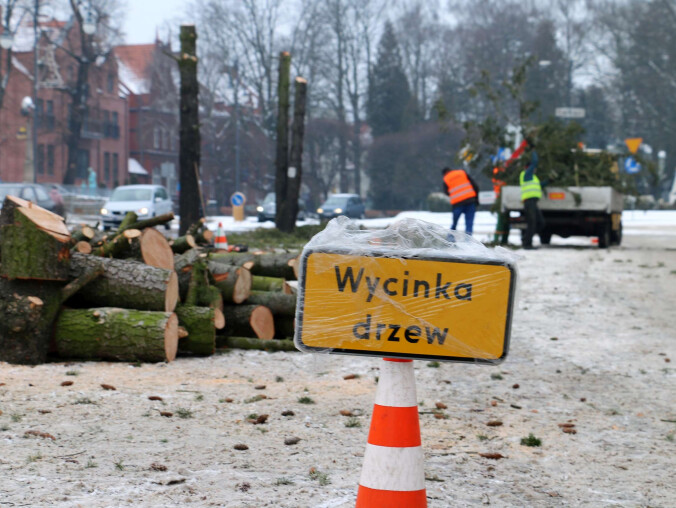 Posadzą nowe drzewa - grafika