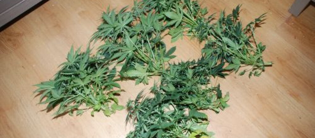 Konopie pod namiotem