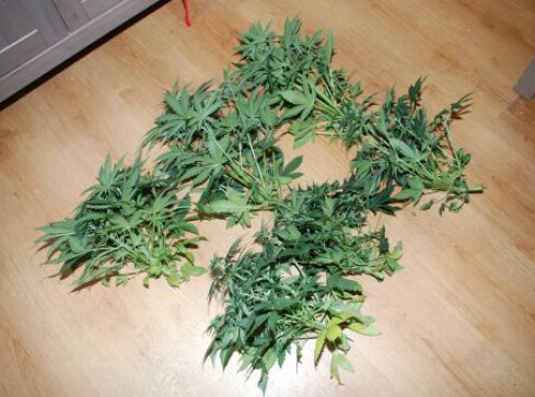 Konopie pod namiotem - grafika