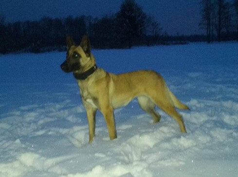 Policyjny pies wytropił pijanego kierowcę - grafika