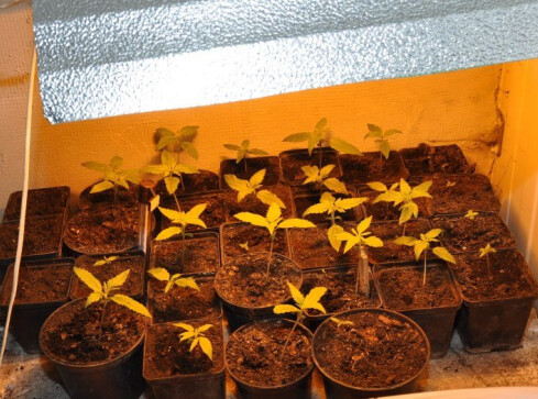 21 doniczek z konopiami... w garażu - grafika