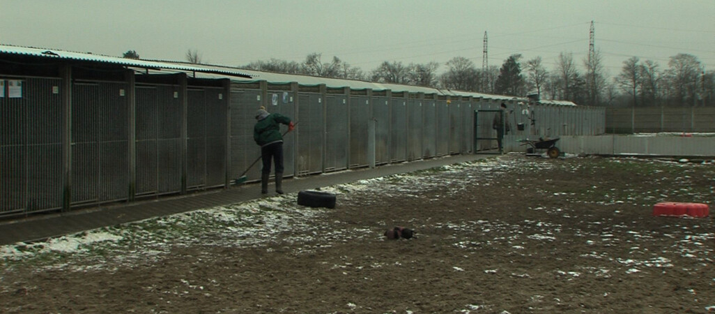 Skarga Animalsów w sprawie schroniska w Pile