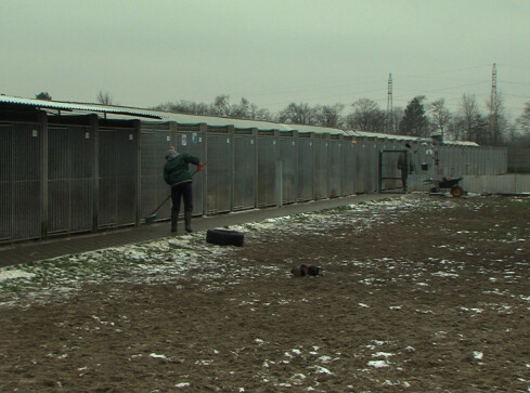Skarga Animalsów w sprawie schroniska w Pile - grafika